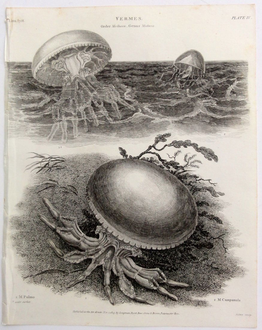 Jellyfish by Rees, 1812 (1 of 4)