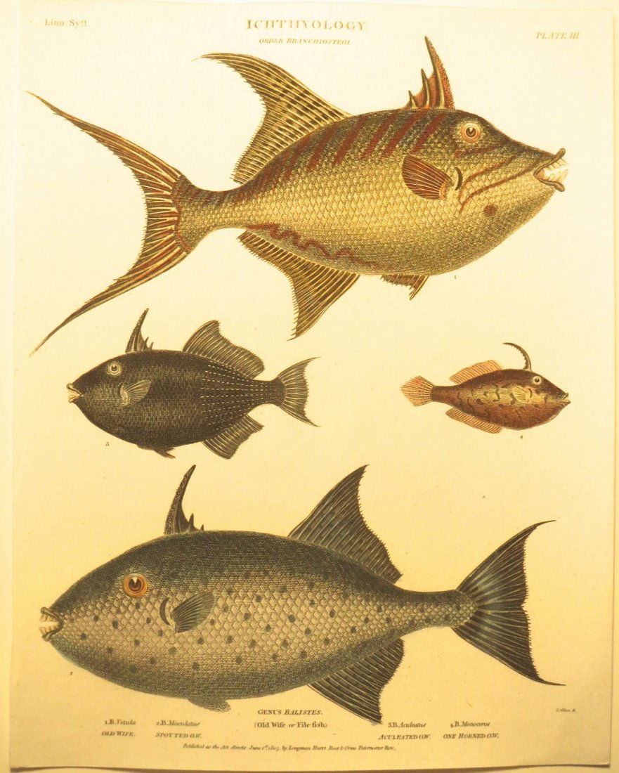 Old Wife & Filefish by Rees, 1812 (1 of 3)