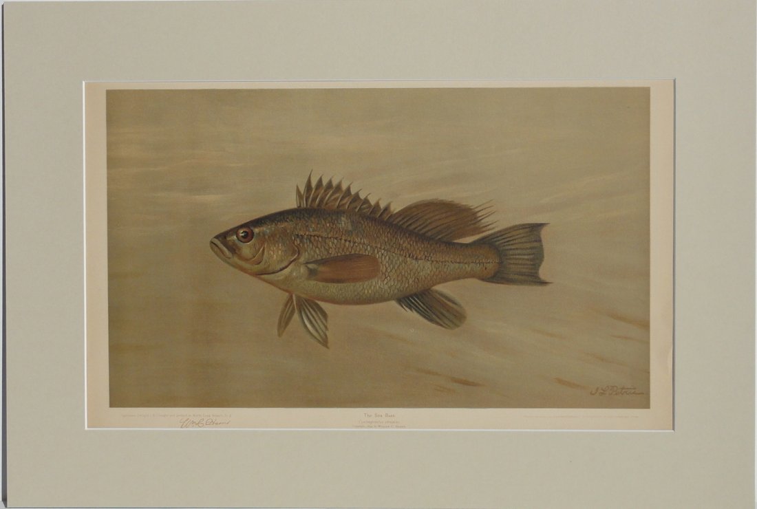 Sea Bass, 1897 (1 of 4)