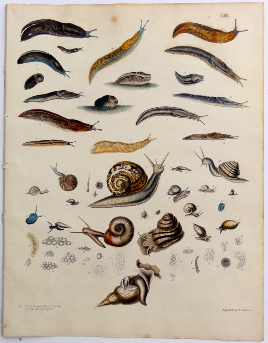 Snails, Slugs & shell-carrying mollusks by Brown, 1844 (1 of 5)
