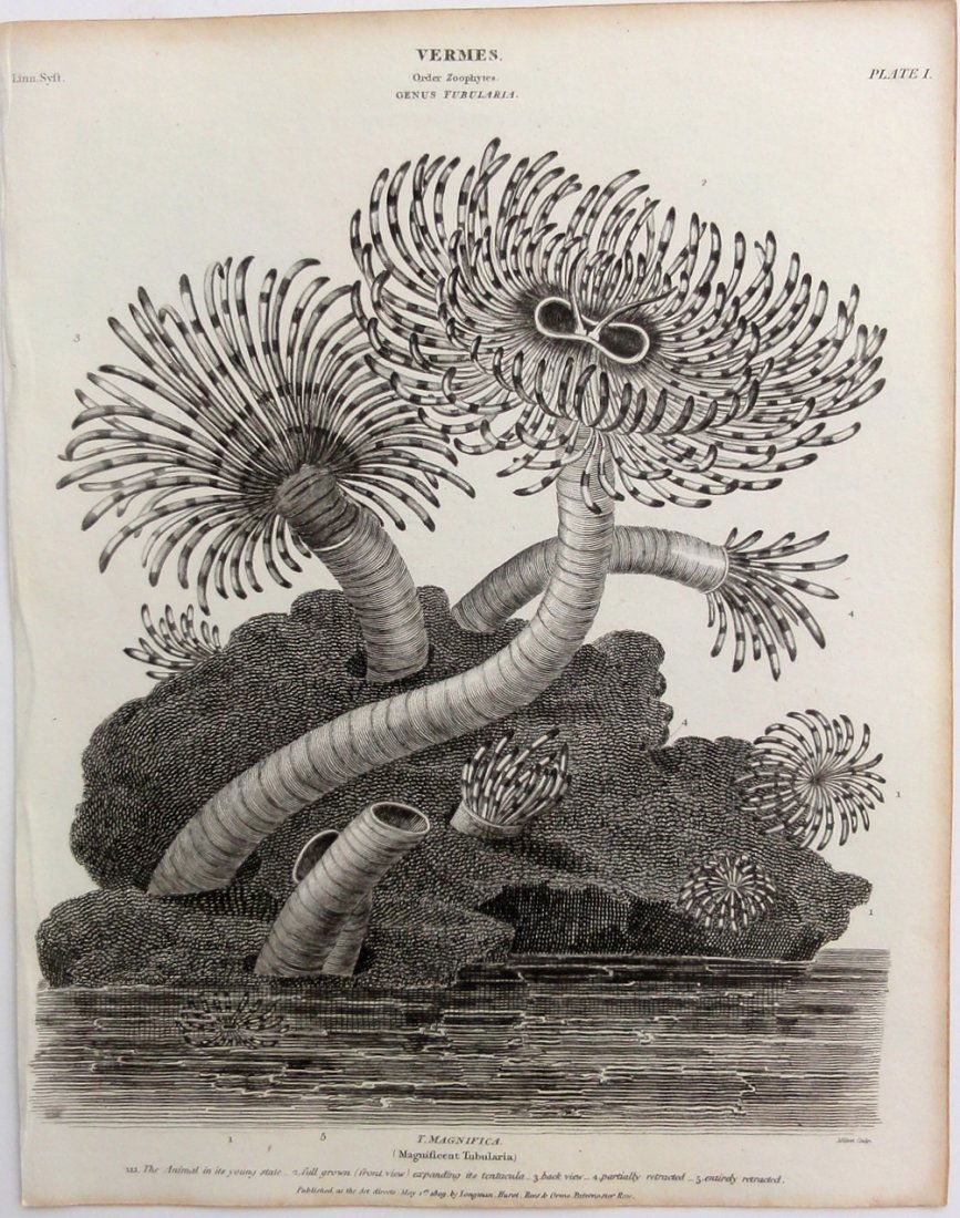 Magnificent Bristle Worm by Rees, 1812 (1 of 4)