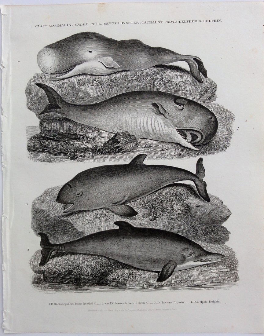Whales & Dolphins by Rees, 1812 (1 of 5)