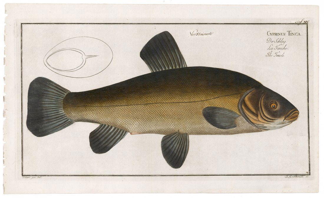 Tench Fish by Marcus Elieser Bloch (1 of 1)