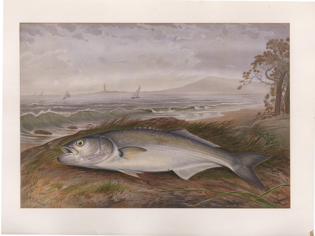 Bluefish by S.A. Kilbourne, C. 1880 (1 of 1)