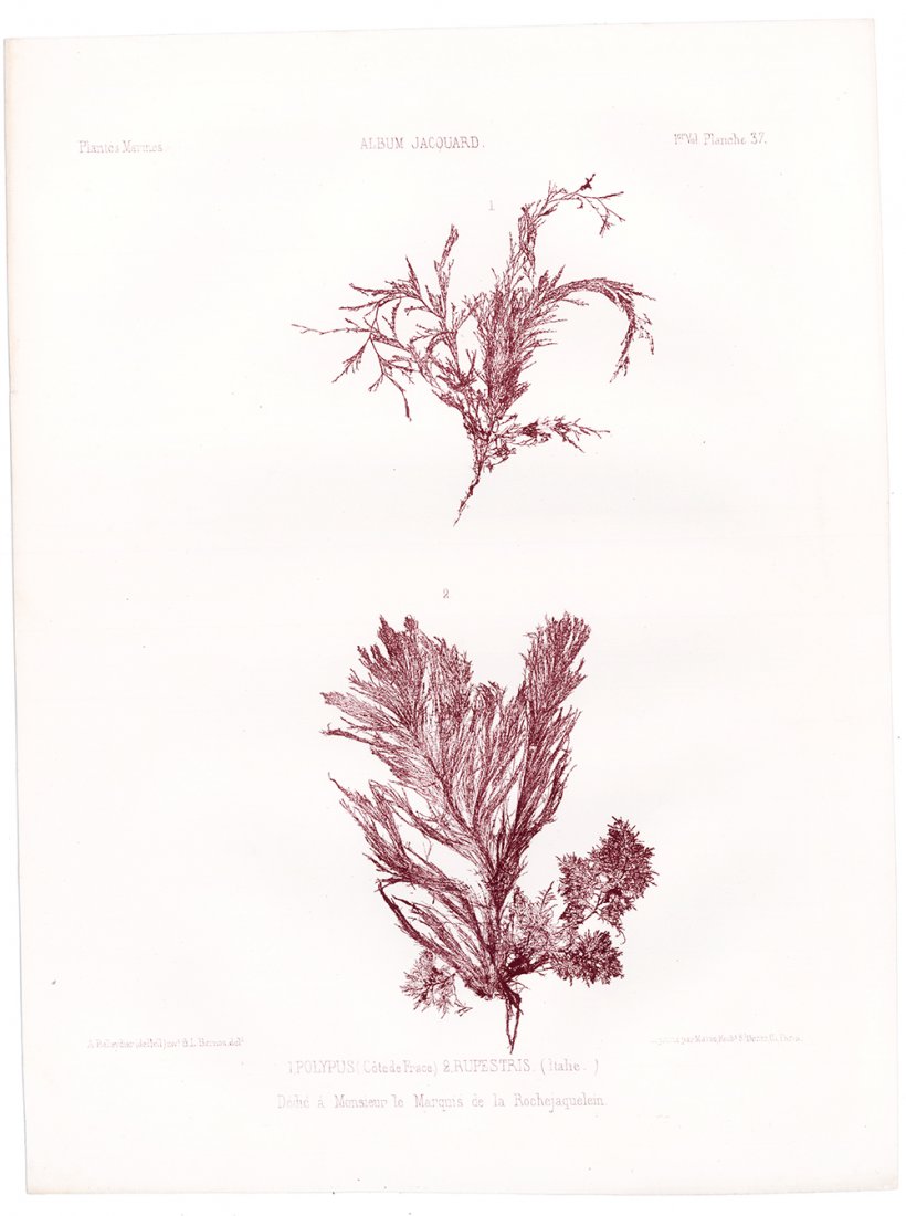 Burgundy Seaweed Lithograph, 1856 (1 of 1)