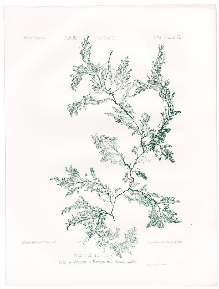 Green Seaweed Lithograph, 1856 (1 of 1)