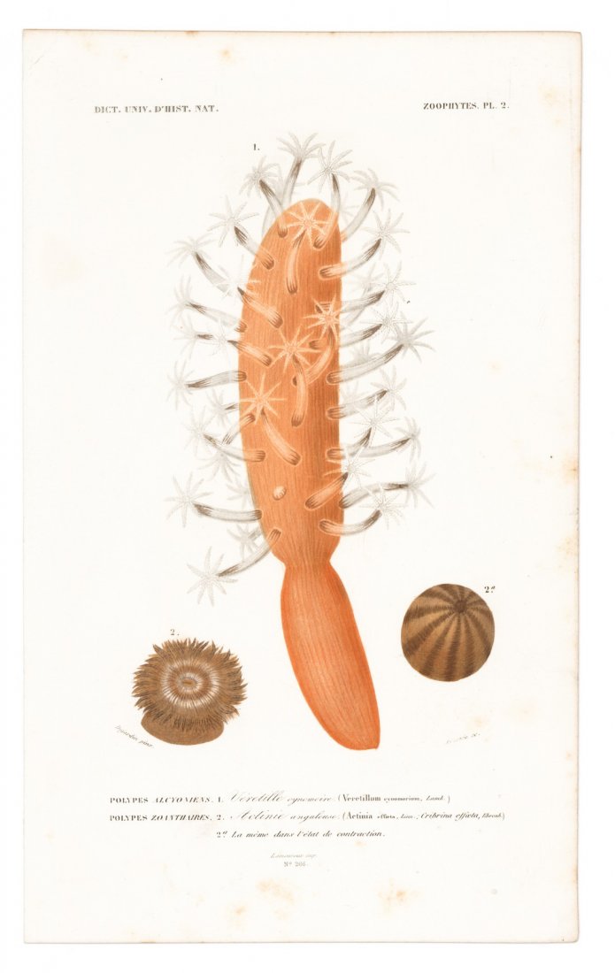 Hand-Colored Orange Finger Coral, 1841 (1 of 1)