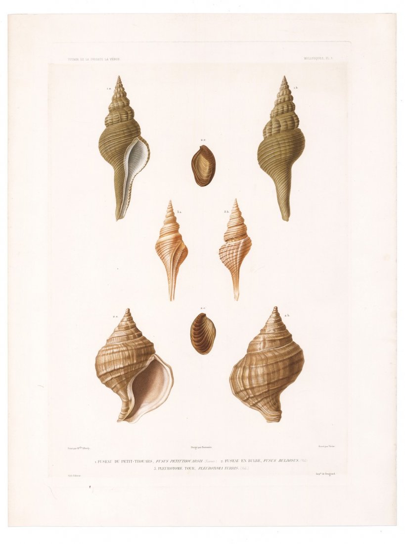 Hand-Colored Seashells, 1846 (1 of 2)