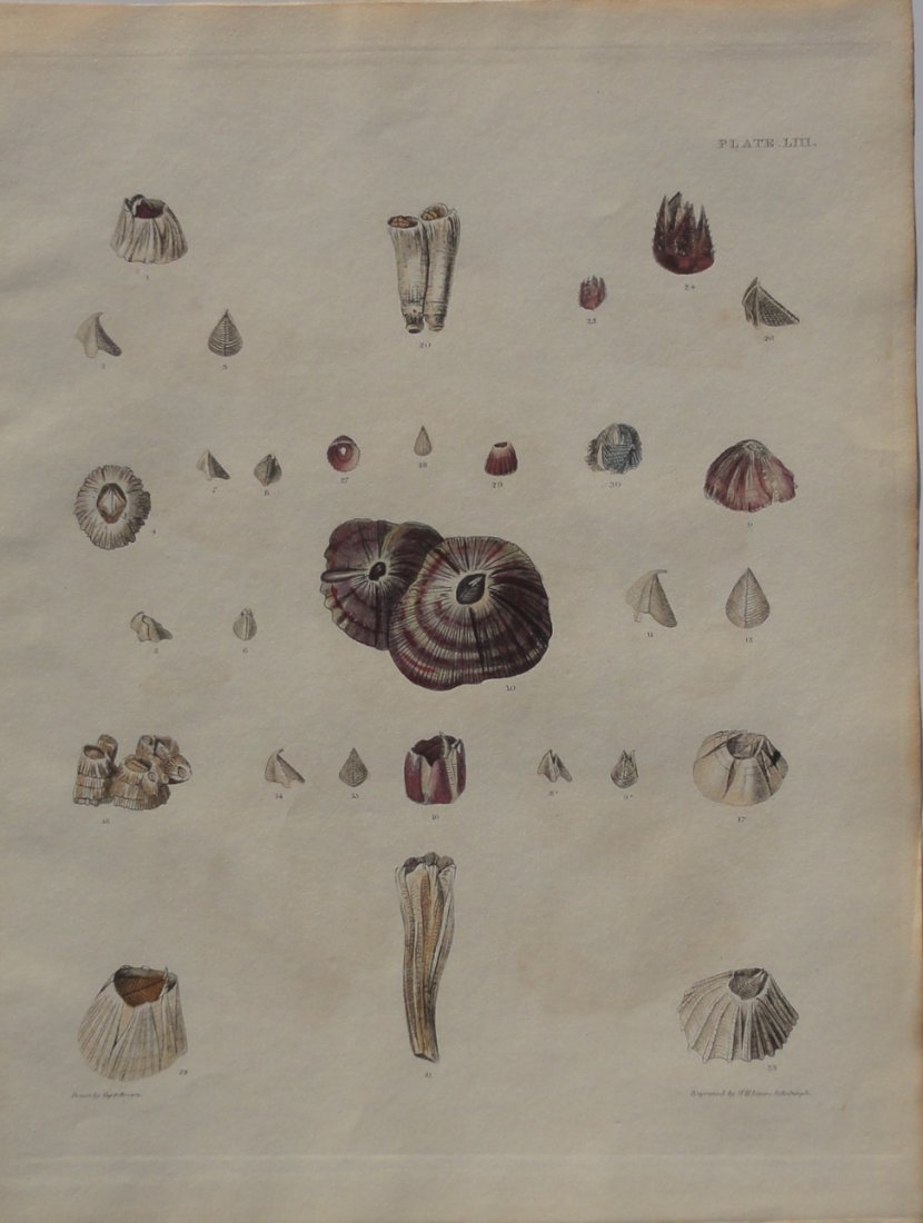 Shell Study, Limpets, 1844 (1 of 5)