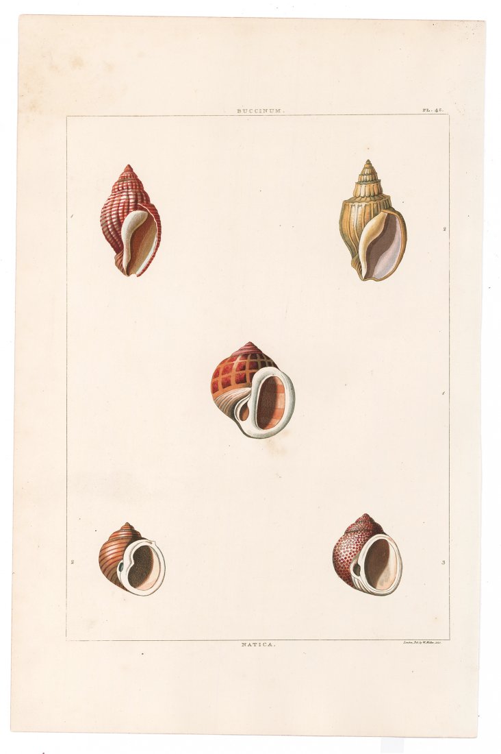 Hand-Colored Seashells, 1811 (1 of 1)
