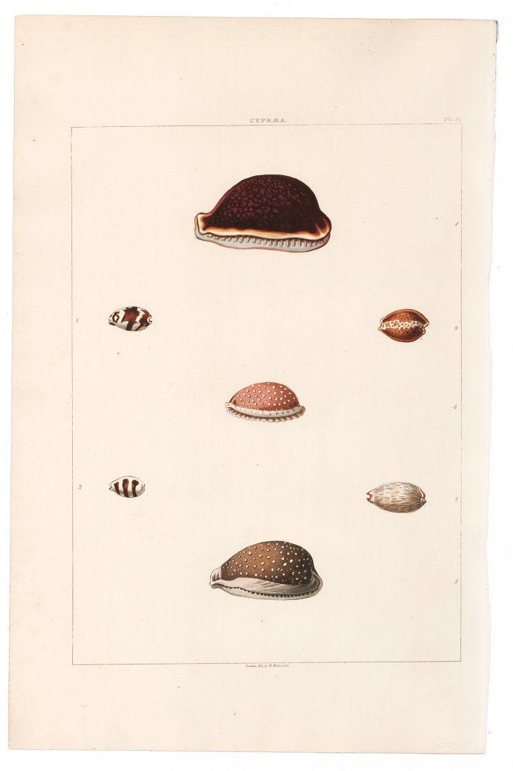 Hand-Colored Seashells, 1811 (1 of 1)