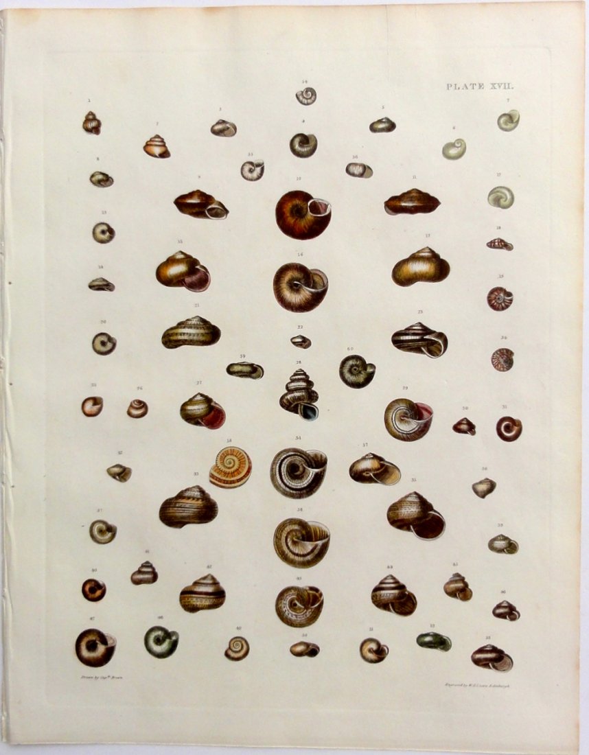 Volvaria Shells by Brown, 1844 (1 of 5)