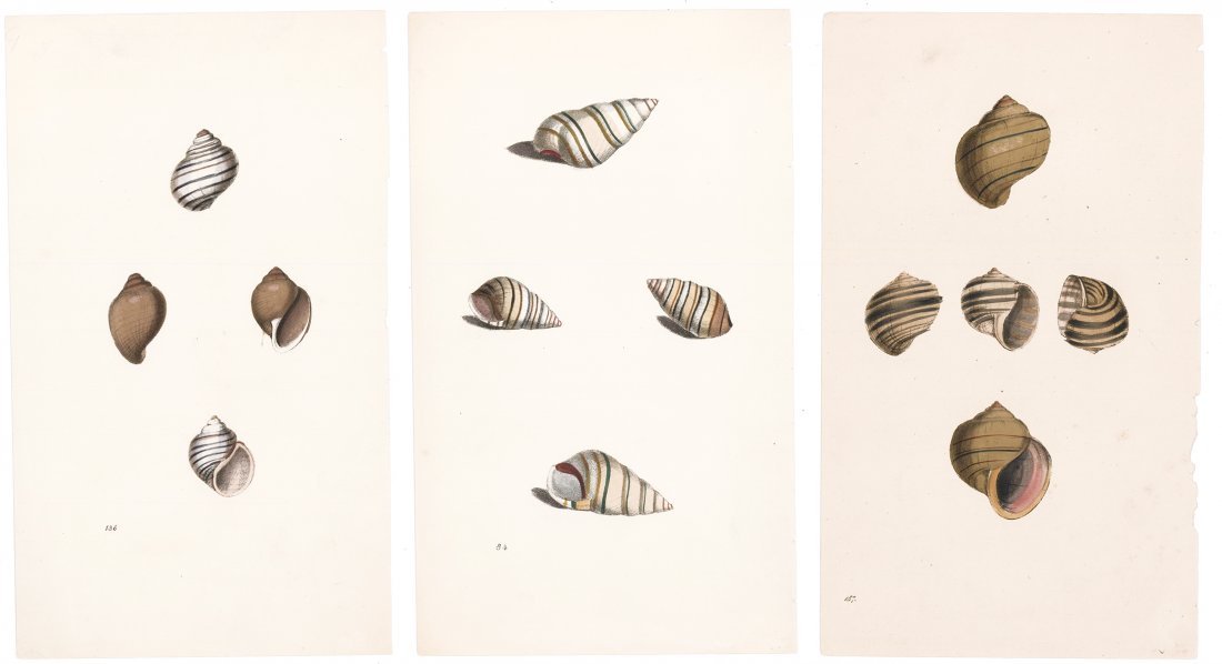 Set of 3 Hand-Colored Shell Lithographs, C. 1850 (1 of 1)