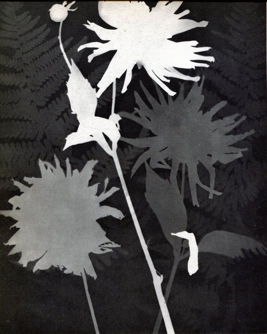Man Ray: Rayograph - Leaves (1 of 1)