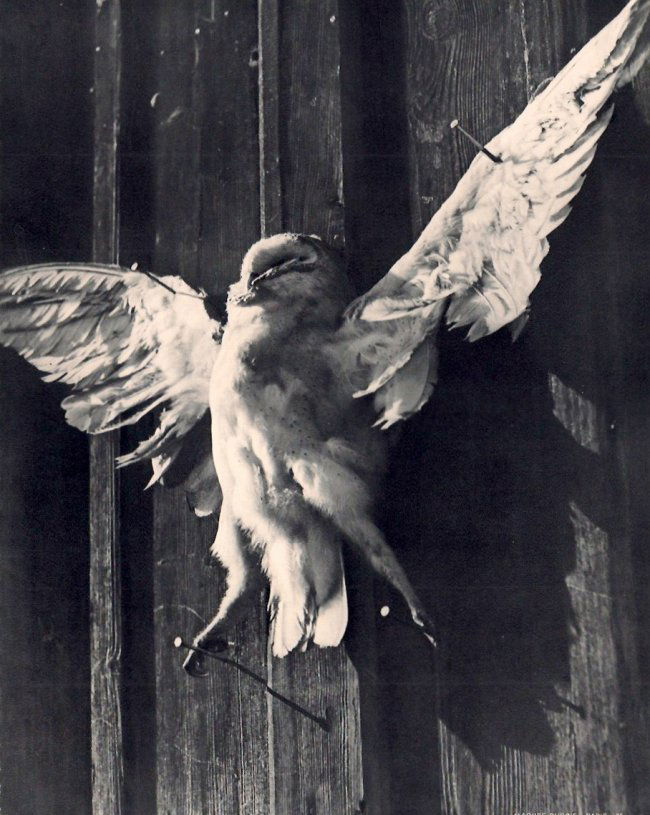 Jacques Dubois: Chouette Crucifee (1 of 1)