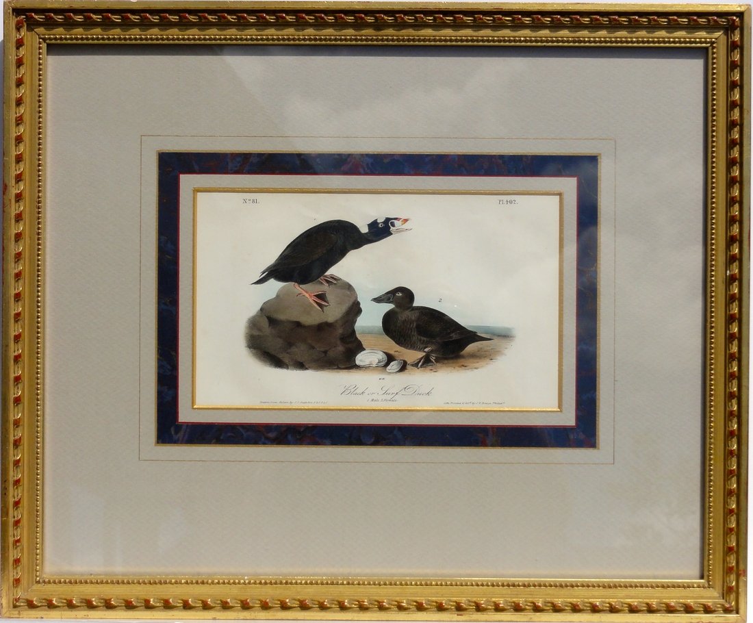 John James Audubon: Black / Surf Duck (1 of 6)