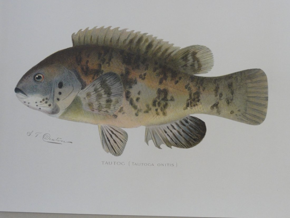 Sherman Denton: Tautog (1 of 3)