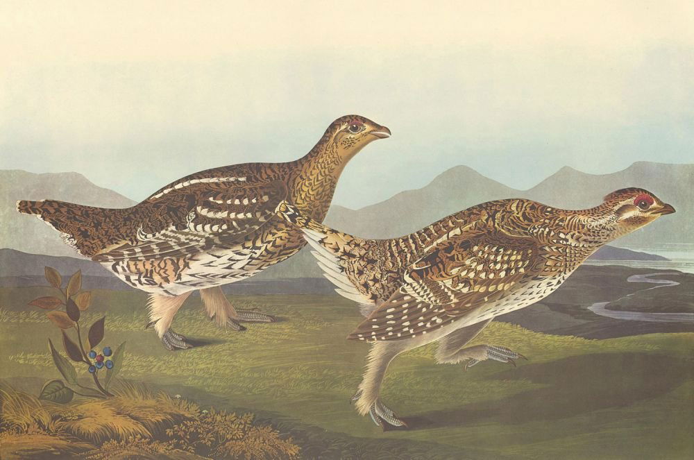 John James Audubon: Sharp-tailed Grouse (1 of 1)