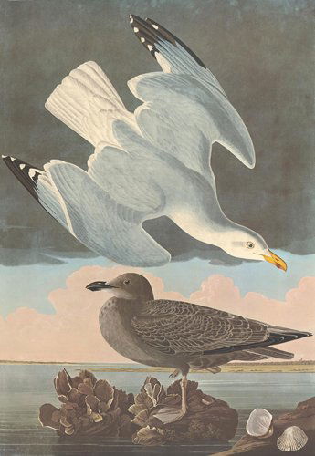 John James Audubon: Herring Gull (1 of 1)