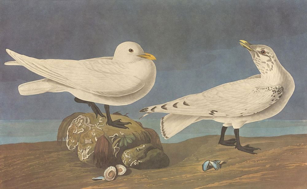 John James Audubon: Ivory Gull (1 of 1)