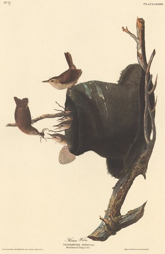 John James Audubon: House Wren (1 of 1)