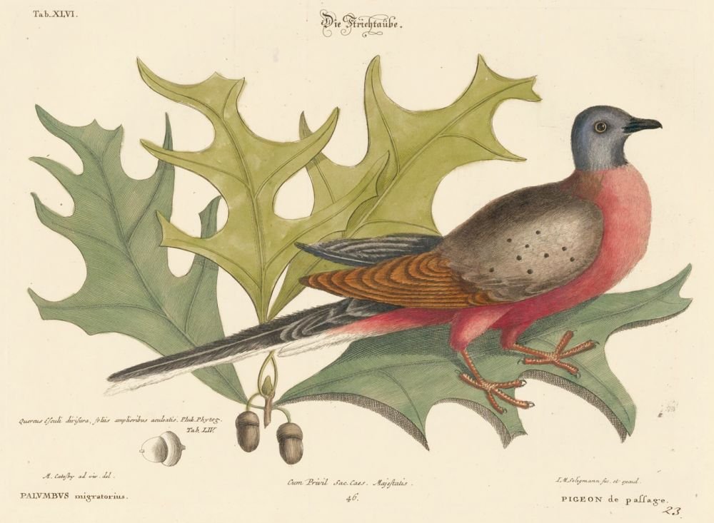 Johann Michael Seligmann: Pigeon Migration (1 of 1)