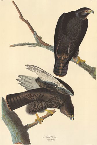 John James Audubon: Black Warrior (1 of 1)
