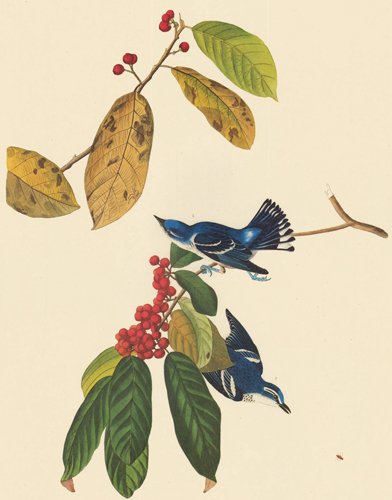 John James Audubon: Azure Warbler (1 of 1)