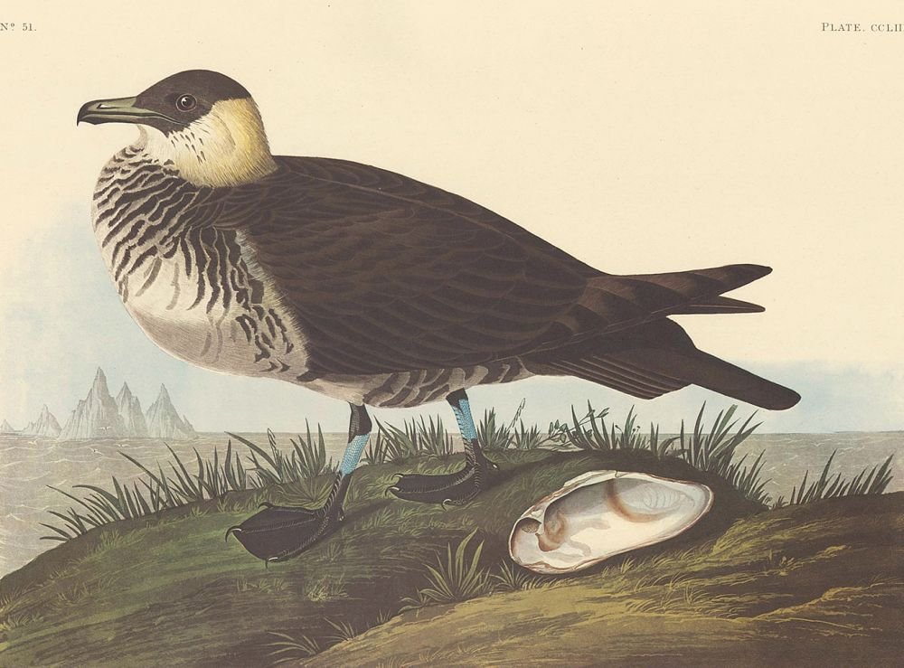 John James Audubon: Pomarine Jaeger: Subject: Pomarine Jaeger from The Birds of America By: John James Audubon Medium: Multicolored photo-offset print Date: 1971-73, Amsterdam Dimensions: 39.25 x 26.5 inches John James Audubon (1785-1851