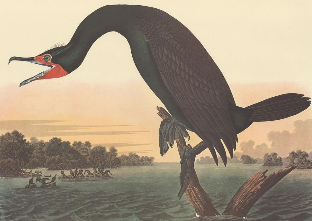 John James Audubon: Florida Cormorant (1 of 1)