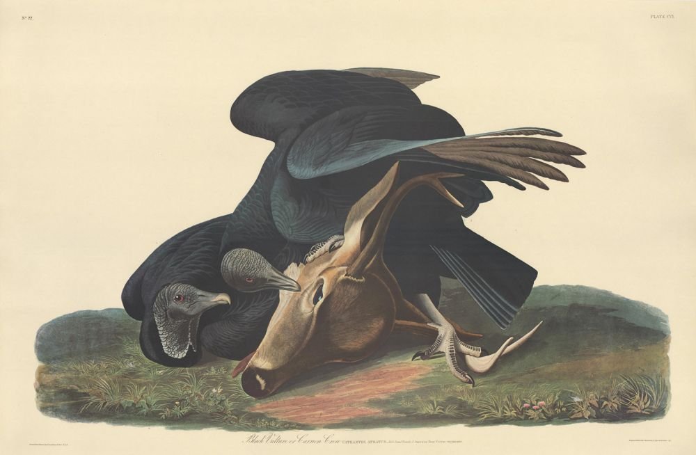 John James Audubon: Black Vulture (1 of 1)