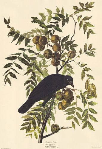 John James Audubon: American Crow (1 of 1)