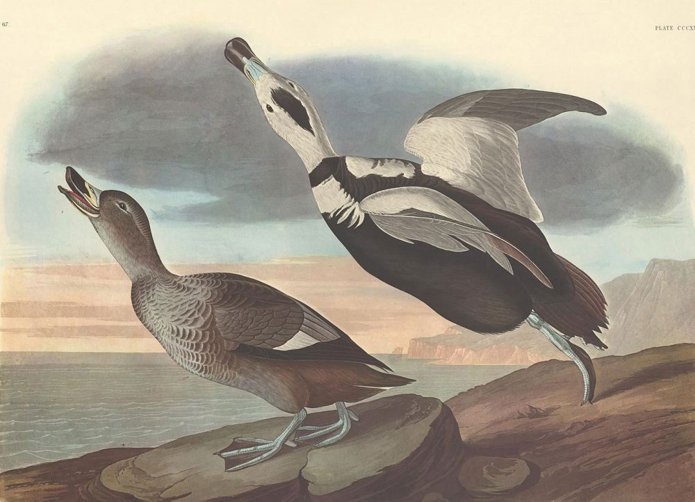 John James Audubon: Pied Duck (1 of 1)