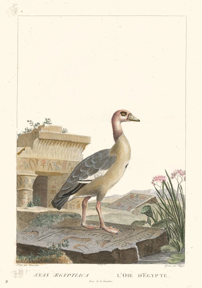 Simon Charles Miger: Egyptian Goose (1 of 1)