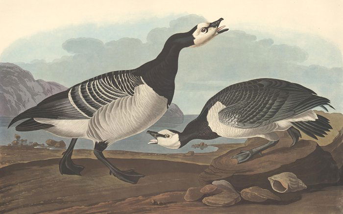 John James Audubon: Barnacle Goose (1 of 1)