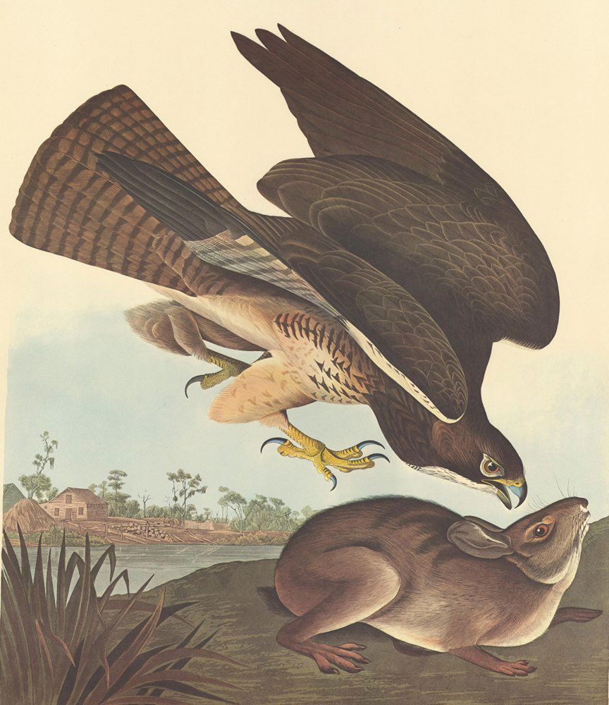 John James Audubon: Swainson's Hawk (1 of 1)