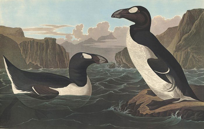 John James Audubon: Great Auk (1 of 1)