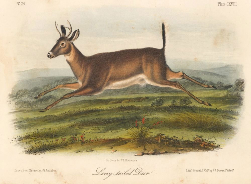 John James Audubon: Long-tailed Deer (1 of 1)