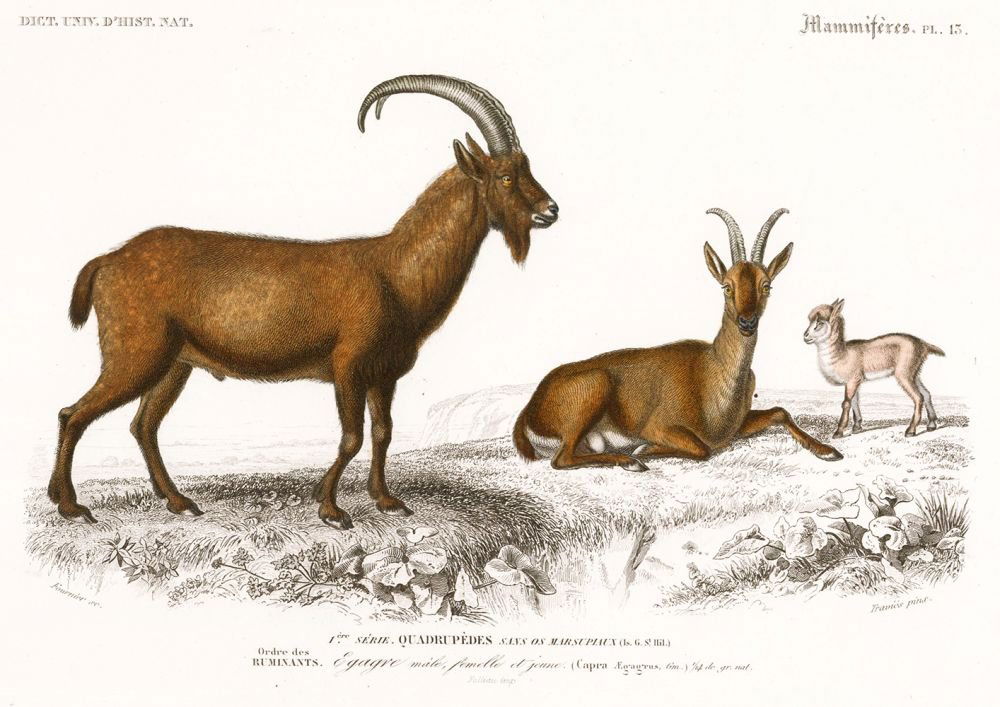 Charles D'Orbigny: Wild Goat (1 of 1)