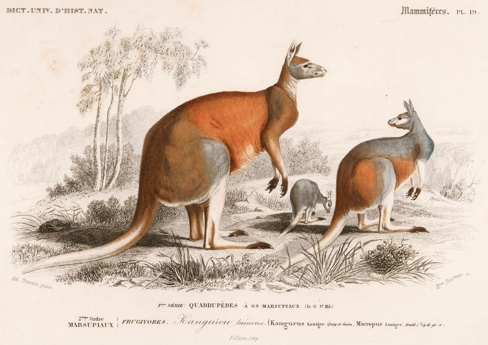 Charles D'Orbigny: Kangaroo (1 of 1)