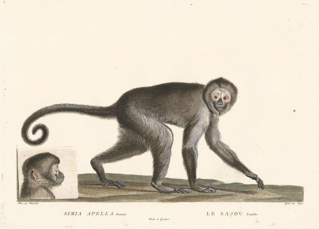 Simon Charles Miger: Tufted Capuchin (1 of 1)