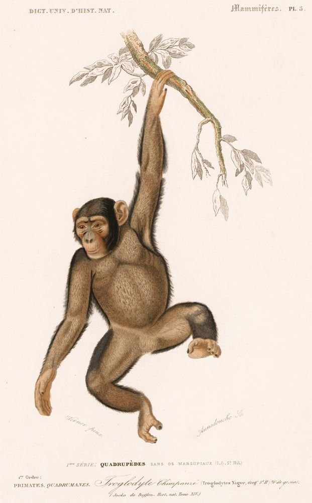 Charles D'Orbigny: Chimpanzee (1 of 1)