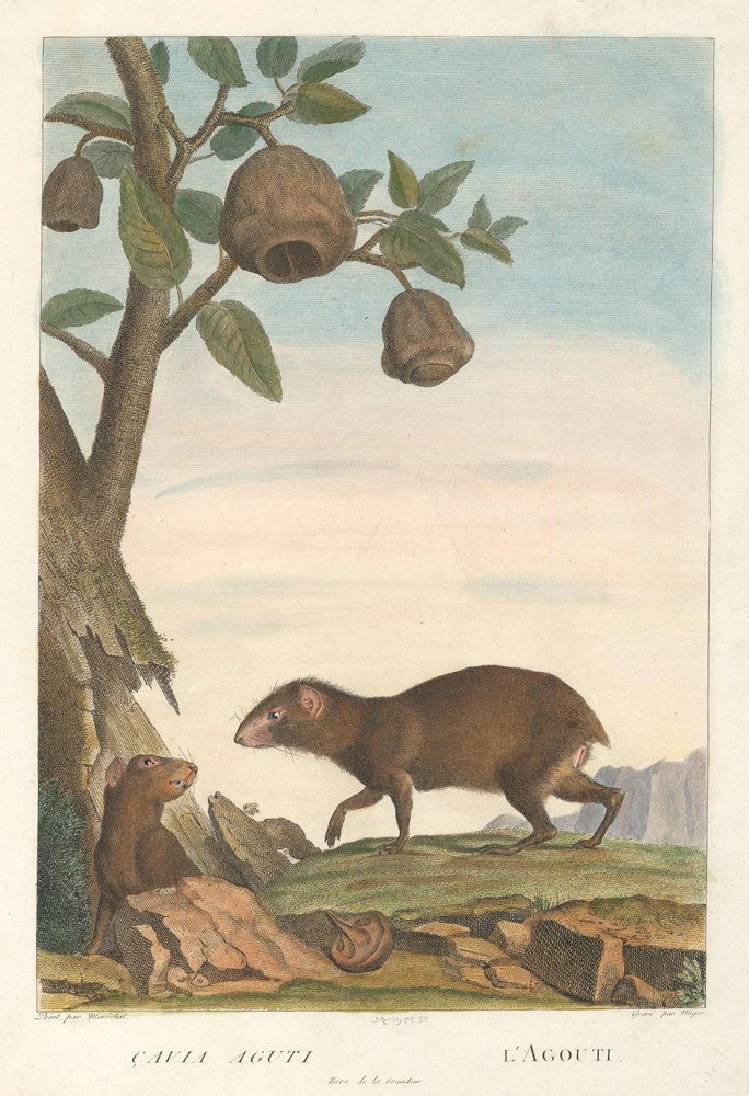 Simon Charles Miger: Common Agouti (1 of 1)
