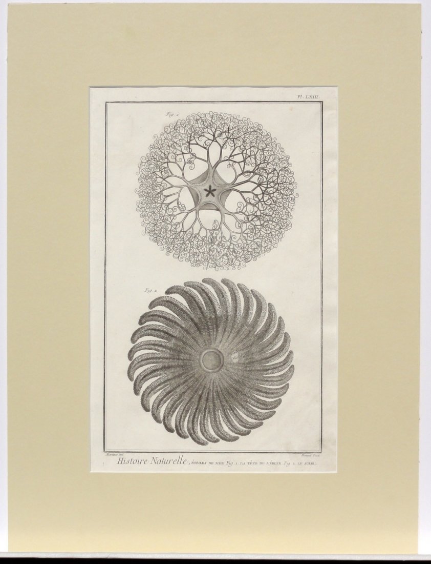 Robert Bénard: Basket & Sunflower Star (1 of 5)