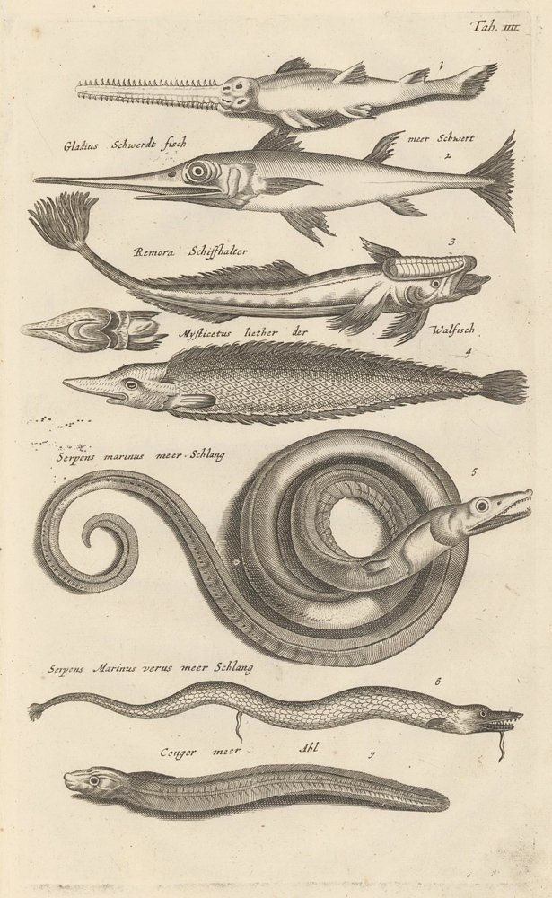 Matthäus Merian: Sea Snakes, Eels, and Swordfish: Subject: Sea snakes, eels, and swordfish from Historia Naturalis, de Exanguibus Aquaticis By: Matthäus Merian Medium: Copper plate engraving Date: 1650-53, Amsterdam Dimensions: 14.5 x 8.5 inches Mat