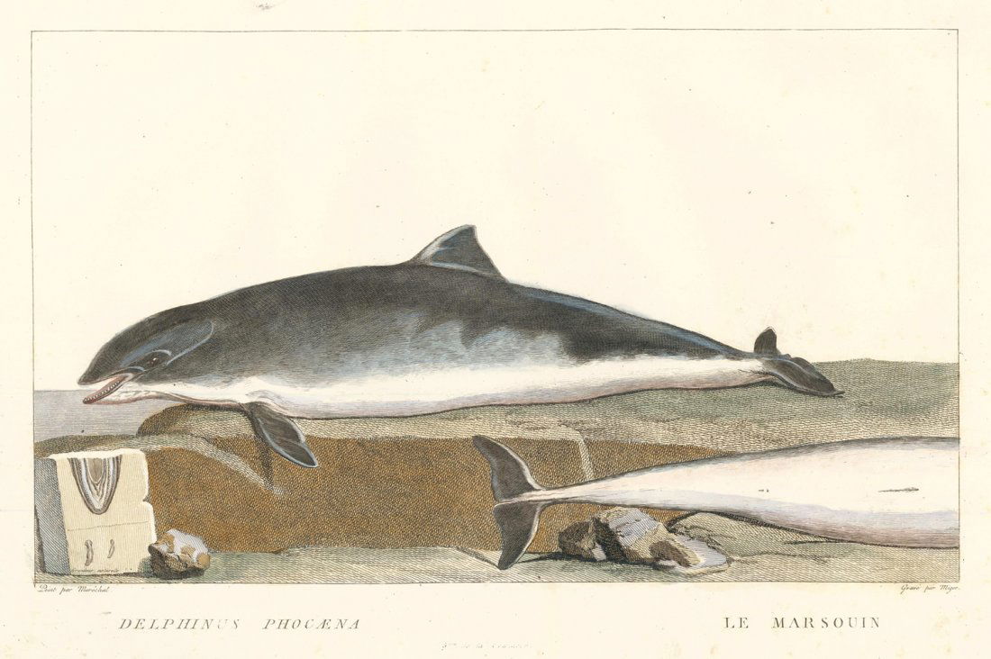 Simon Charles Miger: Harbour Porpoise (1 of 1)