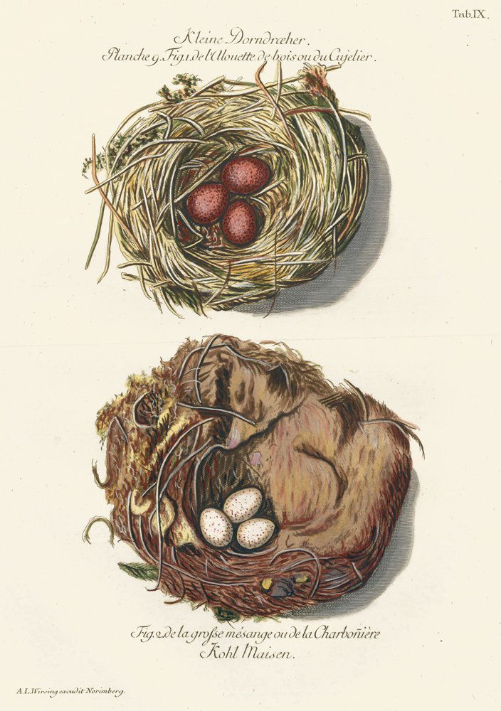 Adam Ludwig Wirsing: Great Titmouse (1 of 1)