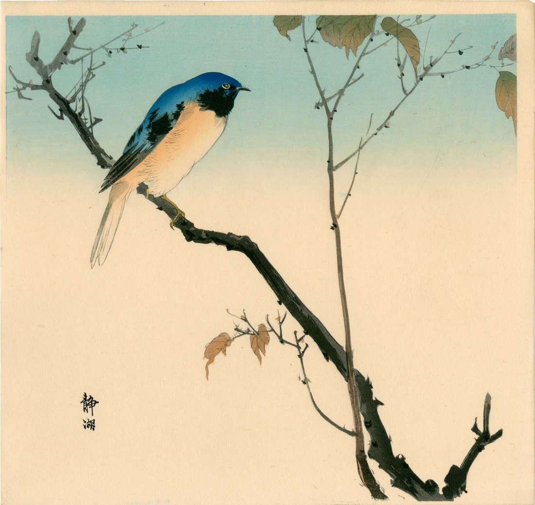 Seiko Okuhara - Bluebird and Fruiting Maple: Artist: Seiko Okuhara Subject: Bluebird and Fruiting Maple Publisher: Daikokuya (Matsuki Heikichi) Date: 1930's Size: 11.25 x 11 inches Seiko Okuhara (1837-1918) was a female Japanese painter during t