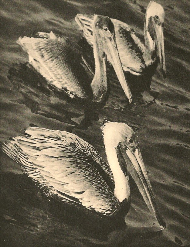 Harold H. Costain: Brown Pelicans, Florida: Medium: Vintage Sheet-fed Gravure Printer: Harrison and Sons Date: 1936 Image Size: 6 x 8 inches No Reserve: This lot starts at $1 and has no reserve as a courtesy so that collectors can determine the