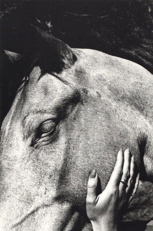 Ralph Gibson: Horse (1 of 1)